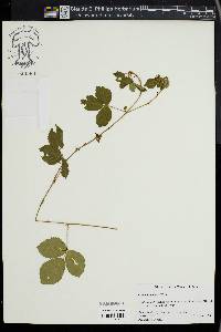 Rubus cuneifolius image