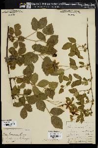 Rubus cuneifolius image