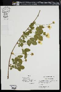 Rubus enslenii image