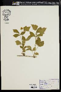 Rubus enslenii image