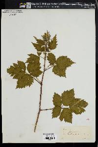 Rubus fruticosus image