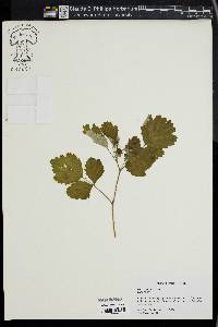 Rubus triphyllus image