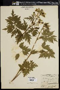 Rubus fruticosus image