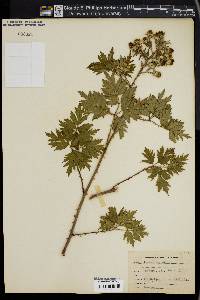 Rubus laciniatus image