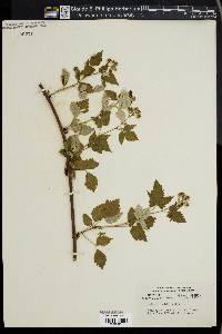 Rubus occidentalis image