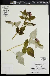 Rubus occidentalis image