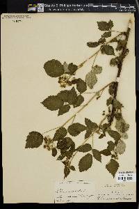 Rubus occidentalis image