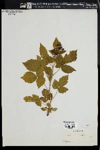 Rubus occidentalis image