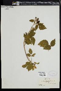 Rubus occidentalis image