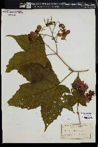 Rubus odoratus image