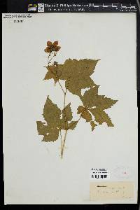 Rubus odoratus image