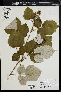 Rubus phoenicolasius image