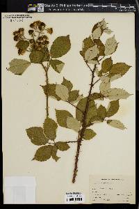 Rubus discolor image