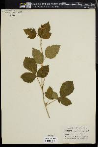 Rubus procumbens image