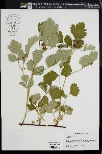 Rubus triphyllus image