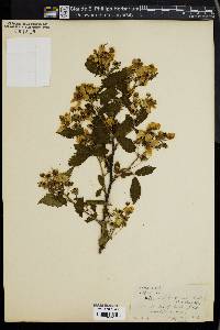 Rubus villosus image