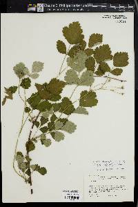 Rubus triphyllus image