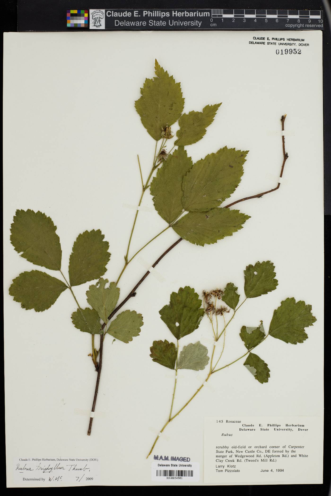 Rubus triphyllus image