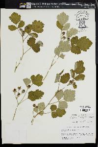 Rubus triphyllus image