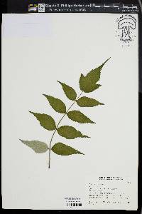 Rubus biflorus image