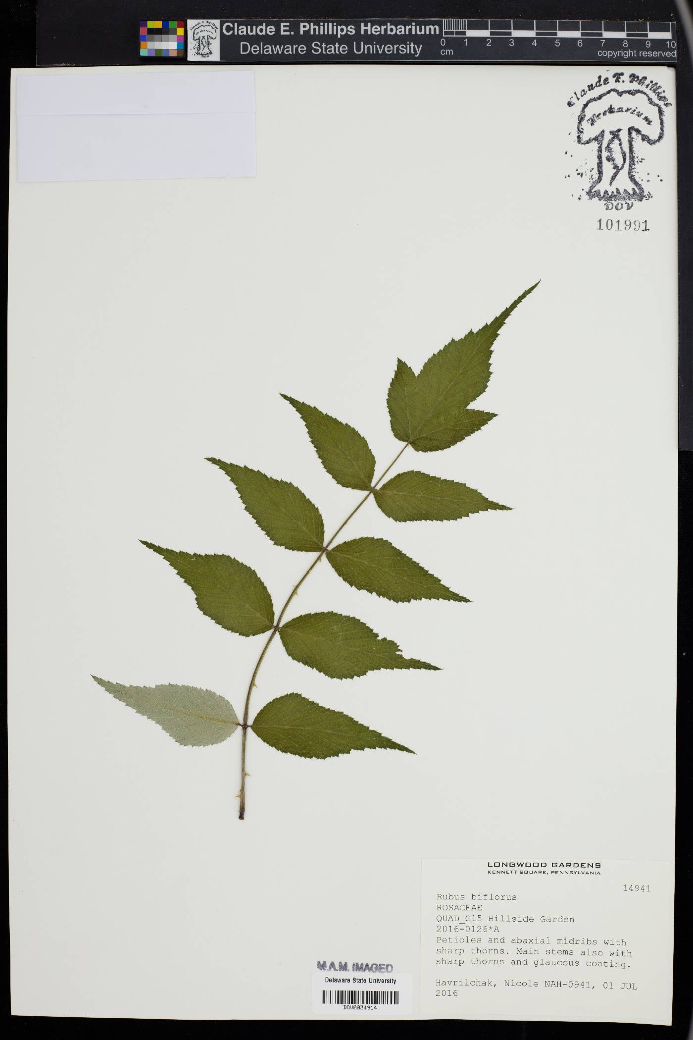 Rubus biflorus image