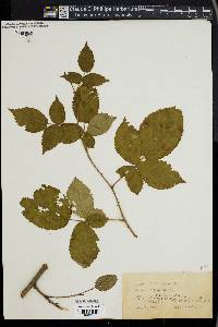 Rubus cuneifolius image