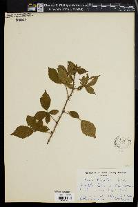 Rubus flagellaris image