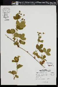 Rubus flagellaris image