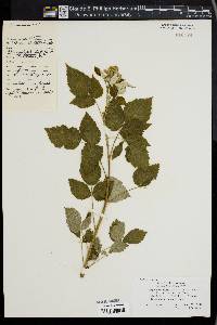 Rubus occidentalis image