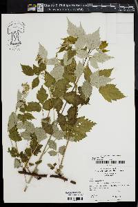 Rubus occidentalis image