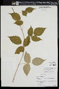 Rubus occidentalis image