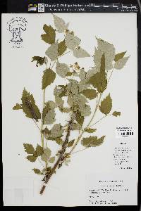 Rubus occidentalis image