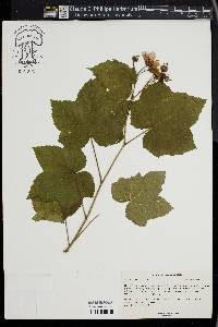 Rubus odoratus image