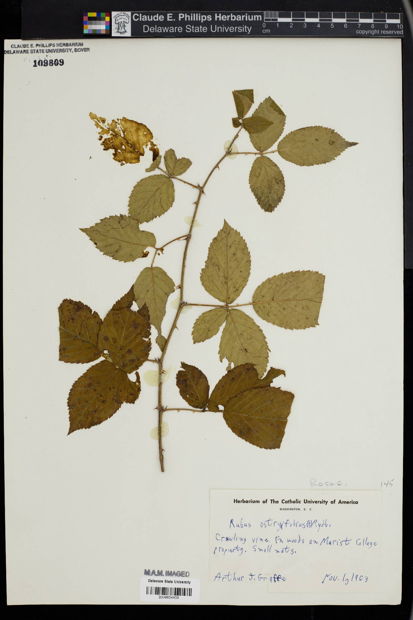 Rubus ostryifolius image