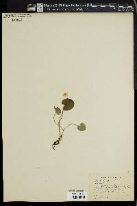 Dalibarda repens image