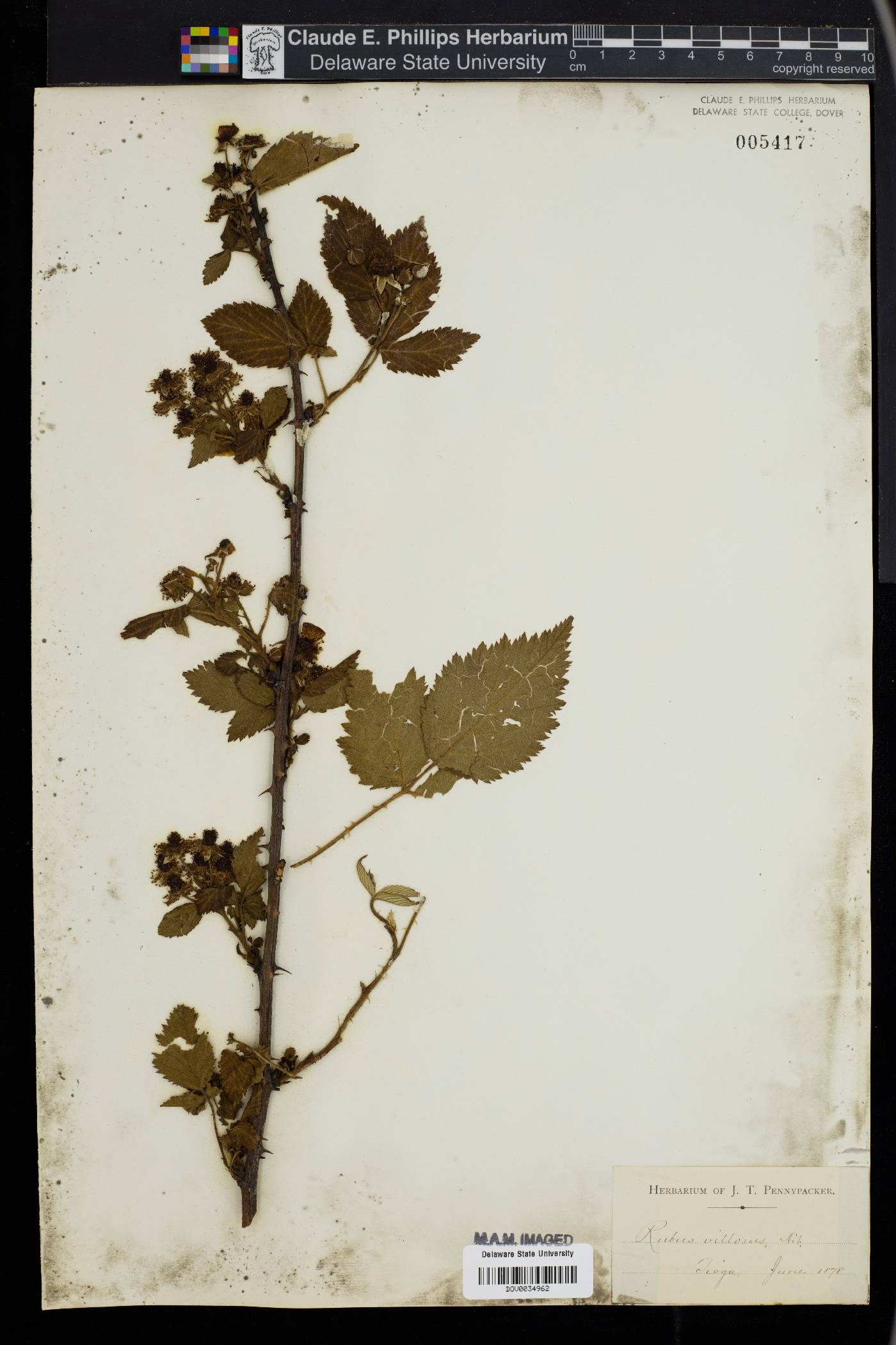 Rubus villosus image