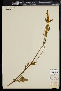 Sanguisorba canadensis image