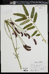 Image of Sanguisorba tenuifolia