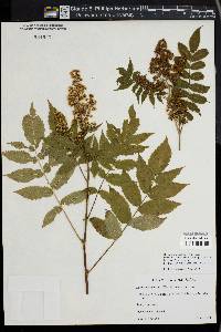 Image of Sorbaria tomentosa