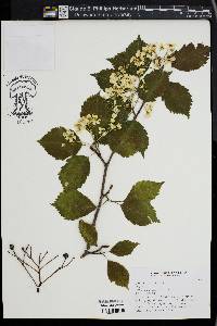 Sorbus alnifolia image