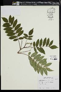 Image of Sorbus domestica