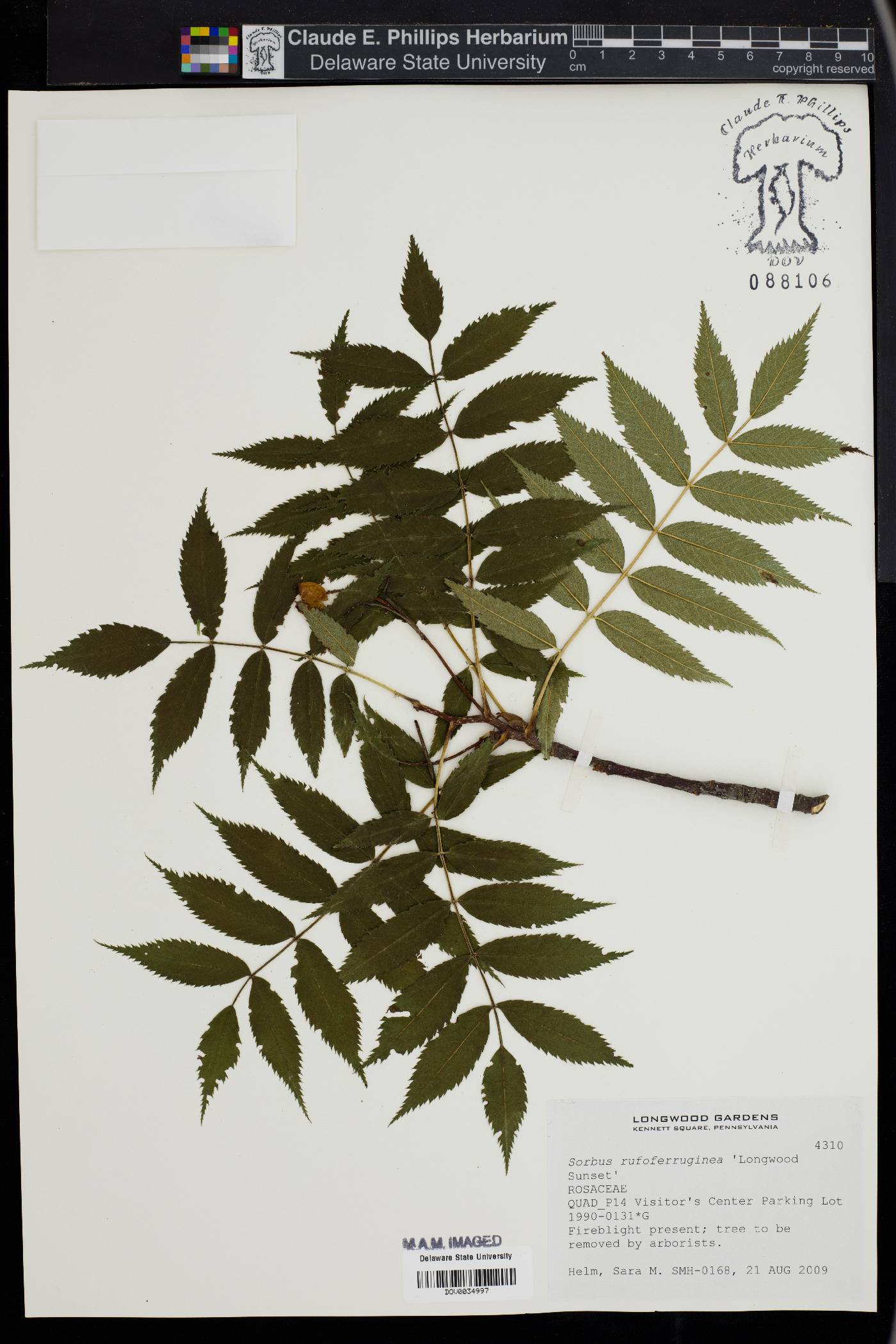 Sorbus commixta image