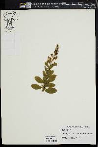 Spiraea alba image