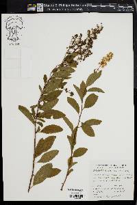 Spiraea alba image