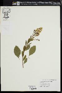 Spiraea alba image