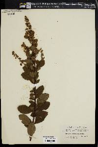 Spiraea latifolia image