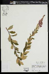 Spiraea tomentosa image