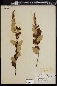 Spiraea tomentosa image