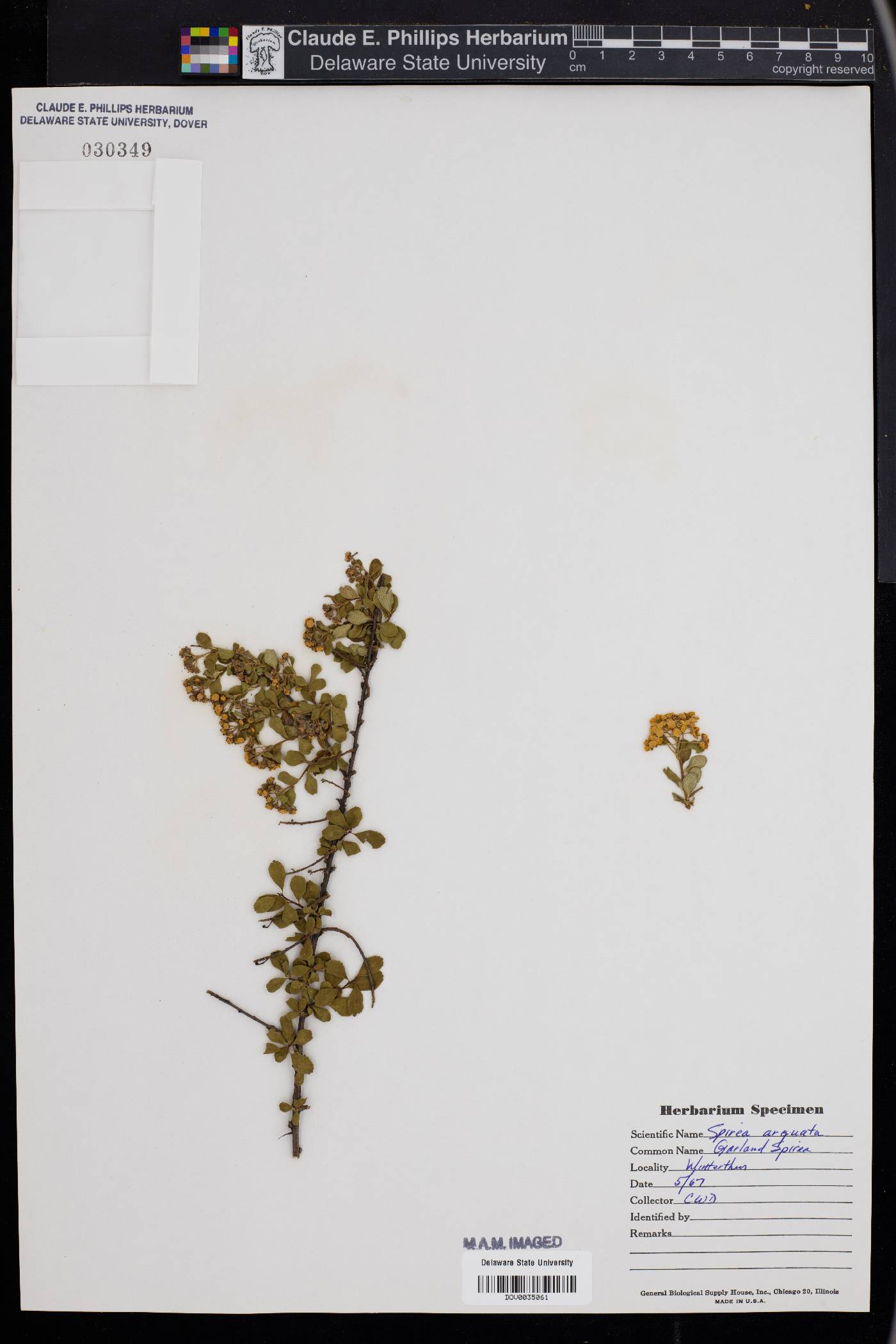Spiraea arguta image