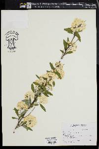 Spiraea cantoniensis image